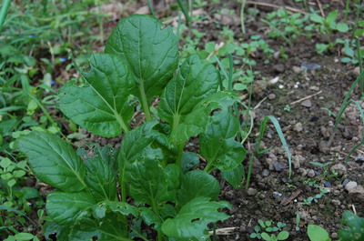 子育てと野菜作り_a0015353_1916746.jpg