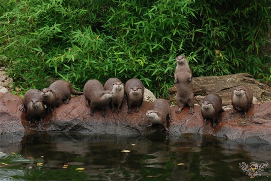 Otter Keyboard!?_f0164058_557386.jpg