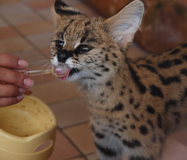 サーバルキャットの赤ちゃん お久し振り さして意味なし 面白くもなし サーバルキャットの赤ちゃん お久し振り さして意味なし 面白くもなし