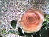 d0133863_21562011.jpg