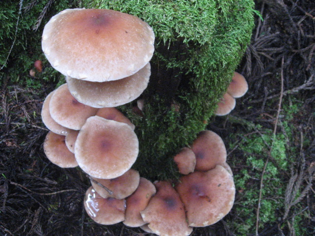 a0120264_18211121.jpg