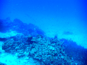 今シーズン解禁! シミラン諸島です_f0144385_181935100.jpg