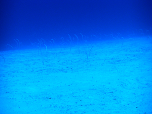 今シーズン解禁! シミラン諸島です_f0144385_1819563.jpg