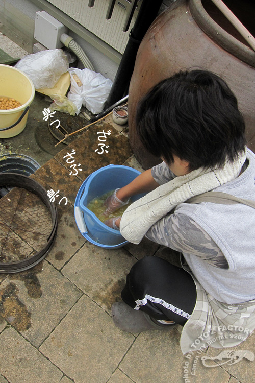 初物 銀杏_a0034287_20121310.jpg