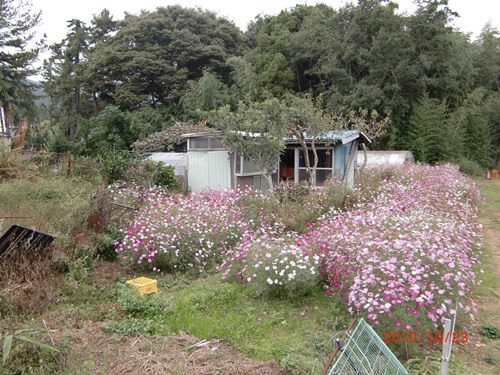 本宮山からアサギマダラが白メダカで人の和_b0205192_13392513.jpg