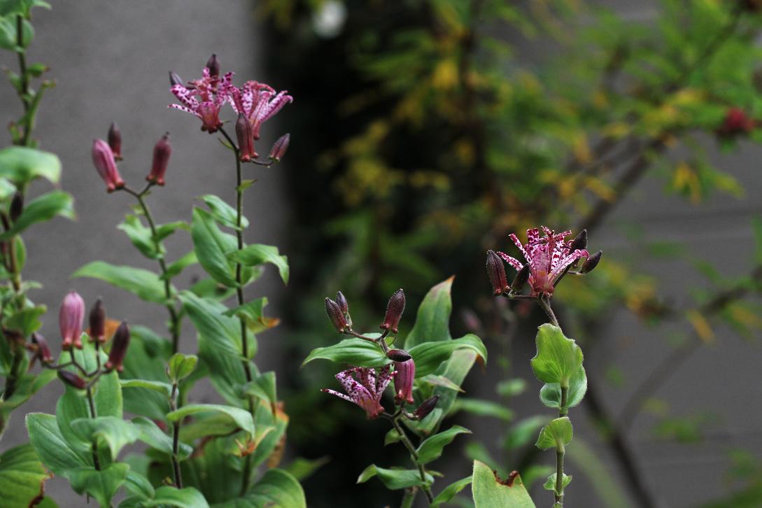 花言葉は 秘めた意志 ホトトギス そよ風のつぶやき 花言葉は 秘めた意志 ホトトギス そよ風のつぶやき