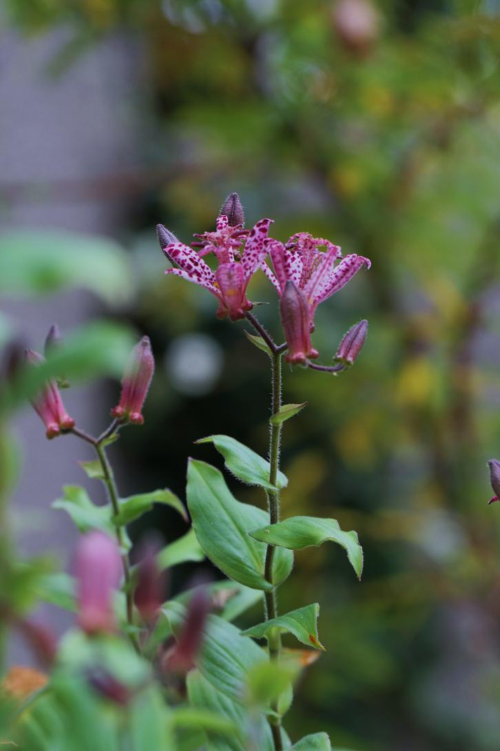 花言葉は 秘めた意志 ホトトギス そよ風のつぶやき 花言葉は 秘めた意志 ホトトギス そよ風のつぶやき