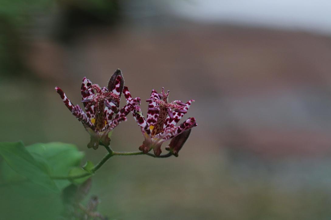 花言葉は 秘めた意志 ホトトギス そよ風のつぶやき 花言葉は 秘めた意志 ホトトギス そよ風のつぶやき