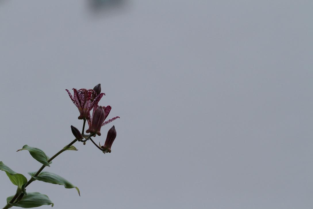花言葉は 秘めた意志 ホトトギス そよ風のつぶやき 花言葉は 秘めた意志 ホトトギス そよ風のつぶやき