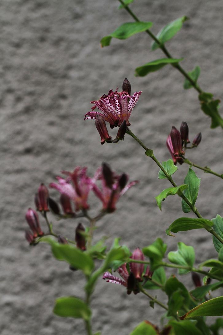 花言葉は 秘めた意志 ホトトギス そよ風のつぶやき 花言葉は 秘めた意志 ホトトギス そよ風のつぶやき