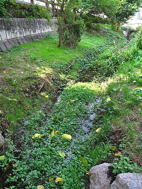 落合川を辿る（２）川を支える旧流路たち_c0163001_22534511.jpg