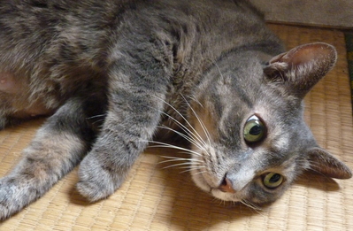 10月19日 東都大学野球2部 東農大対専修大 _b0166128_1444458.jpg