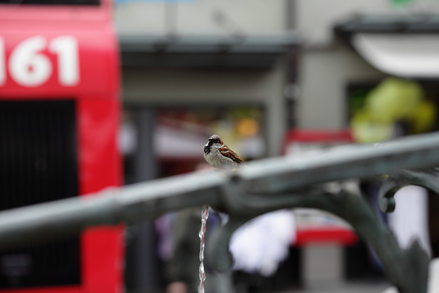 すずめのおしっこ？_b0160331_16453718.jpg