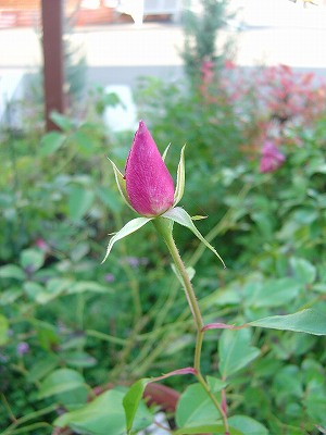 f0205733_89463.jpg