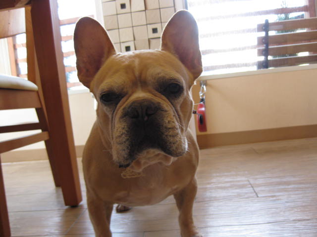f0090344_11451774.jpg