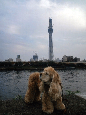 f0203249_1415149.gif