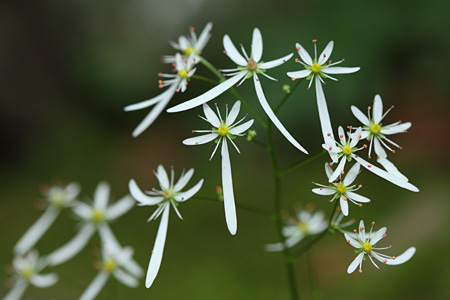 ダイモンジソウの下側の花弁が長い理由は 芦生原生林の博物誌 ダイモンジソウの下側の花弁が長い理由は 芦生原生林の博物誌