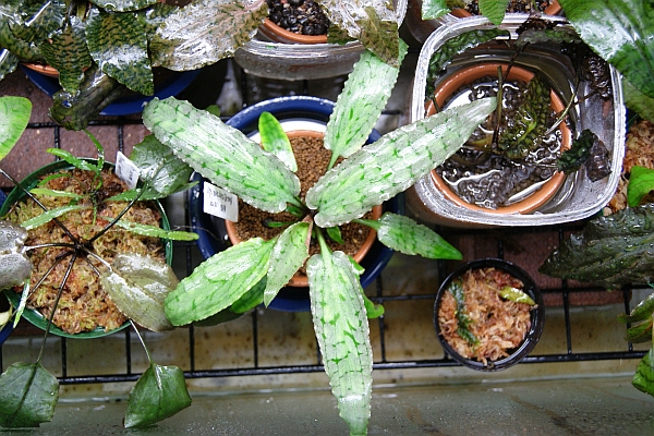 Cryptocoryne auriculata ”Betong” : Aquatic sipon