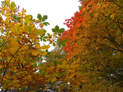 【 雨飾山は紅葉まっさかり・その１☆ガスガスなんです 】_f0202271_2322327.jpg