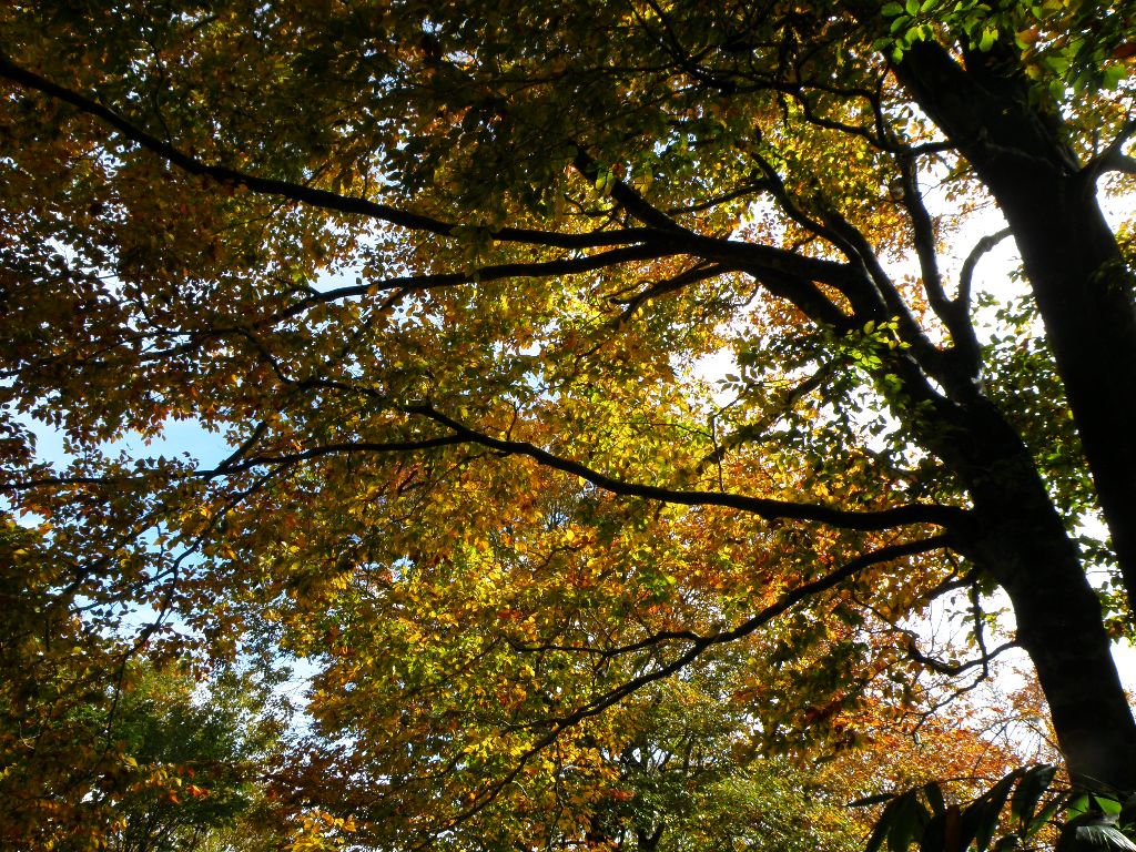 紅葉の氷ノ山（前編）　2010/10/23（土）　晴時々曇_c0134193_21283540.jpg