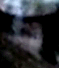 e0103408_13374046.gif