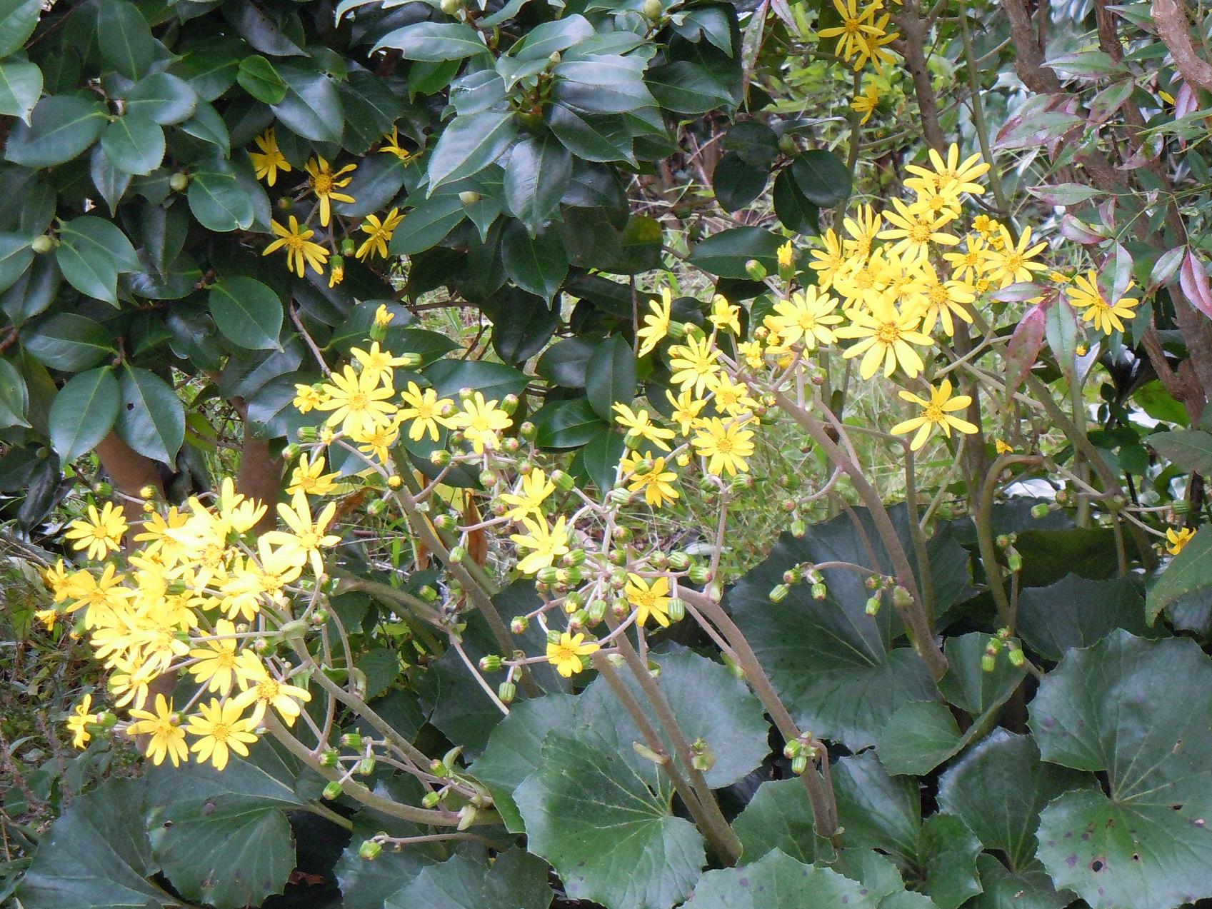 石蕗 つわぶき の花 椿壽菴だより