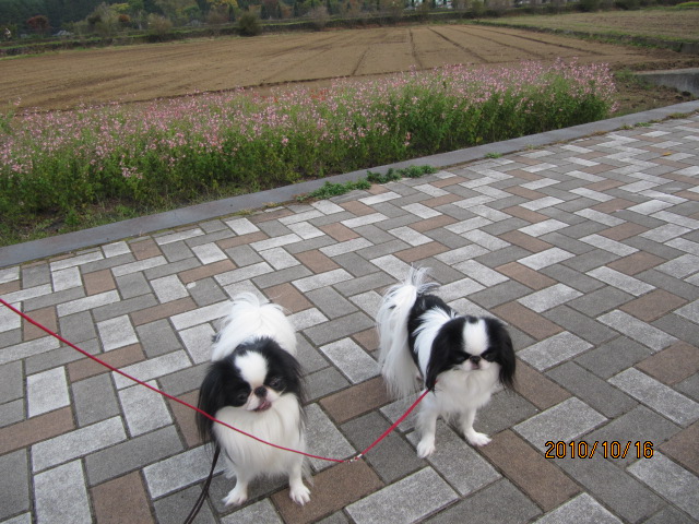 c0200916_2201563.jpg