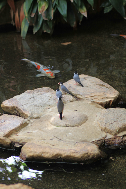 ここで水浴びしてもいい？　（文鳥）_c0214917_8373932.jpg