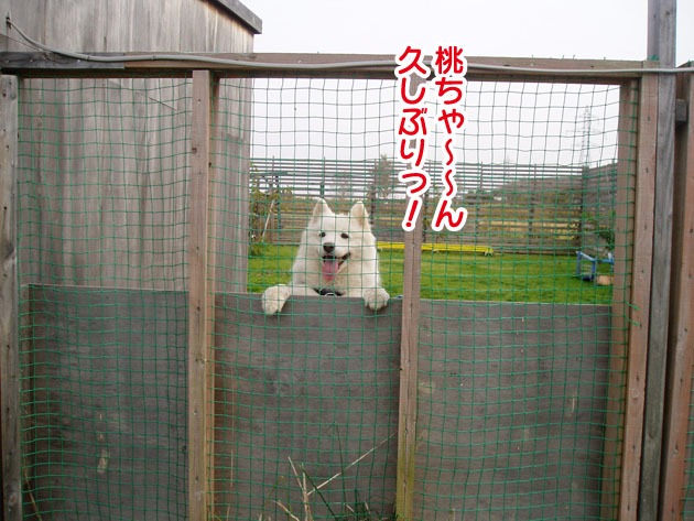 大きくなったスマイル君_a0044521_22483834.jpg