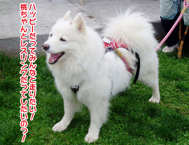 大きくなったスマイル君_a0044521_22523082.jpg