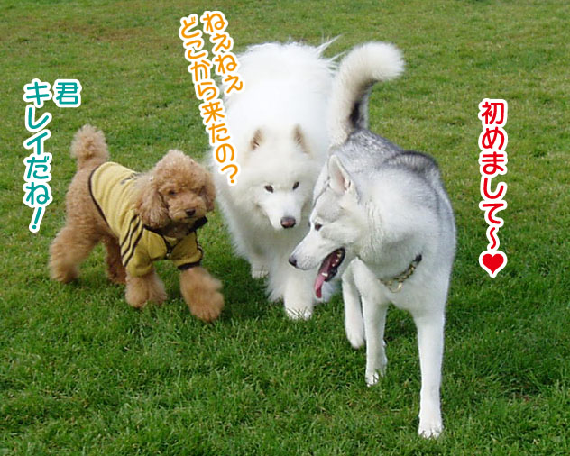 大きくなったスマイル君_a0044521_2259326.jpg