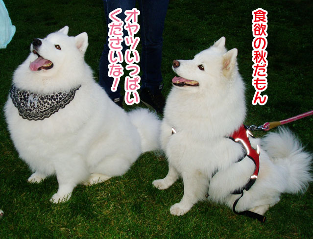 大きくなったスマイル君_a0044521_23192131.jpg