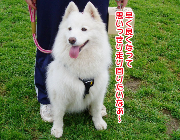 大きくなったスマイル君_a0044521_2353394.jpg