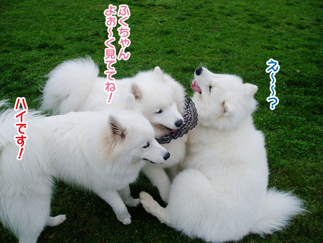 大きくなったスマイル君_a0044521_2392414.jpg