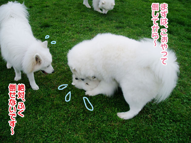 大きくなったスマイル君_a0044521_2393954.jpg