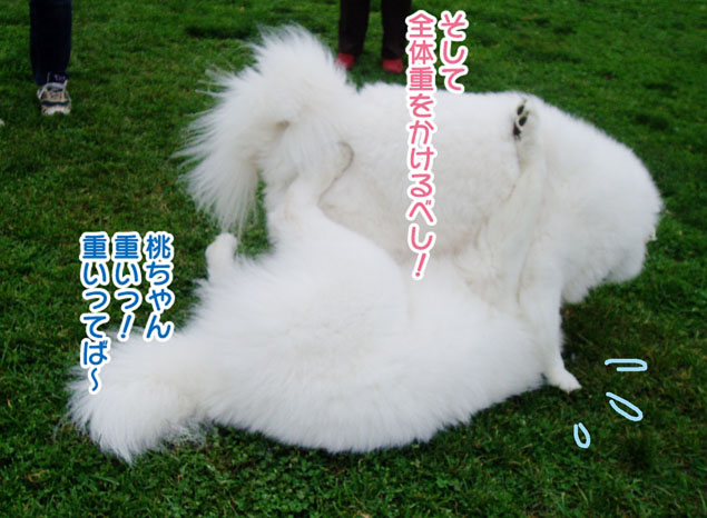 大きくなったスマイル君_a0044521_2395045.jpg
