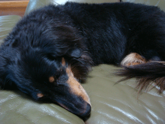 f0232522_985752.gif