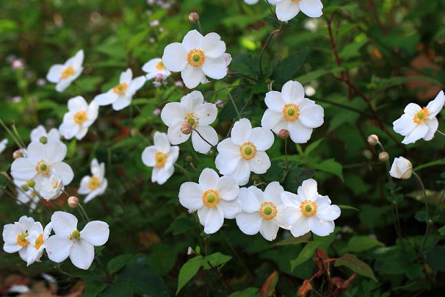 カツラの木 いのちの交歓 ー花と虫ー