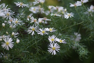 f0170524_95914100.jpg