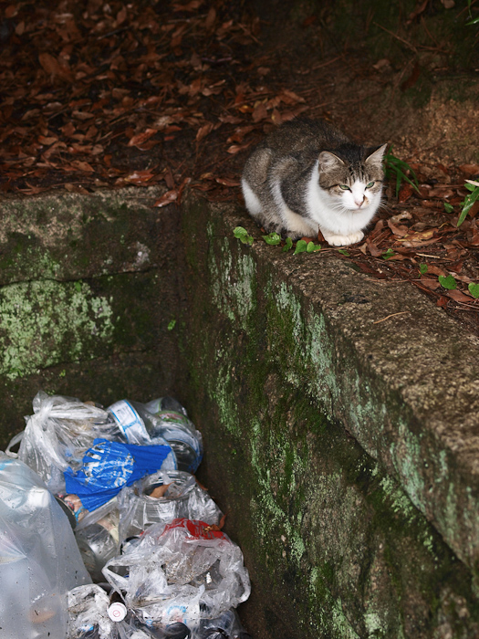 深山猫　10月3日　50mmF2macro_c0021726_22305926.jpg