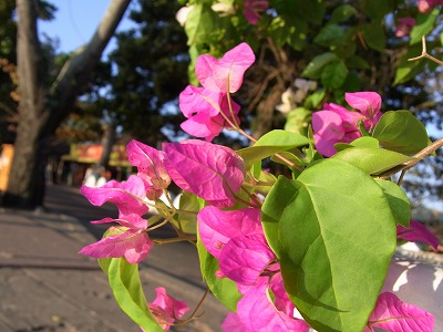 a0154527_23265926.jpg