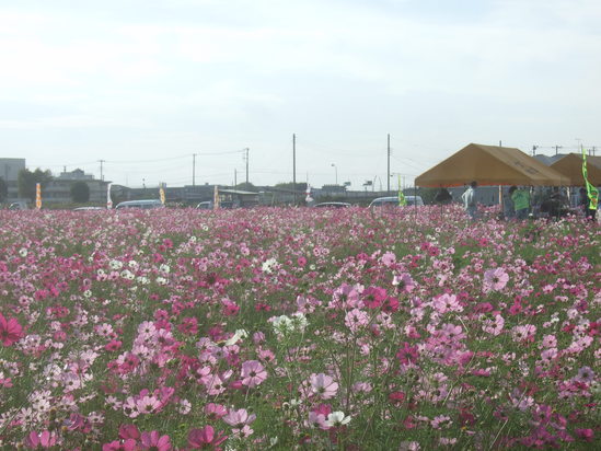 コスモスの花満開.....銀杏も!_b0137932_19235687.jpg