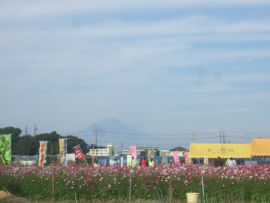 コスモスの花満開.....銀杏も!_b0137932_19241753.jpg