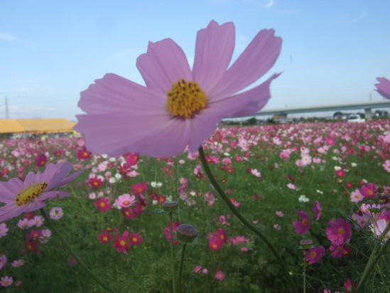 コスモスの花満開.....銀杏も!_b0137932_19251970.jpg
