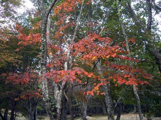 牛曳山・伊良谷山・毛無山へ縦走登山　（二）_e0110940_9433163.jpg