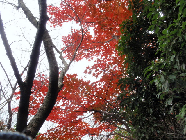 紅葉の大船山　（撃沈）_b0168843_170574.jpg