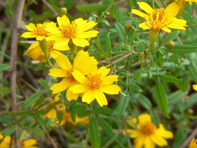 レモンマリーゴールド ポピュラーな花