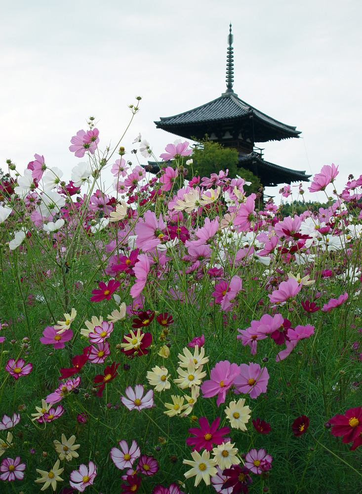 斑鳩町　法起寺　コスモス　柿_c0108146_21204547.jpg