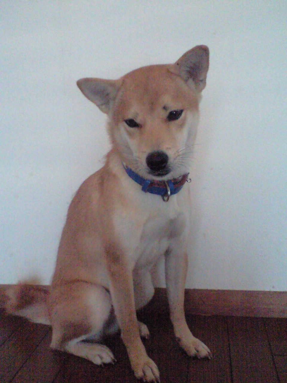 犬 眉毛を描く ちいさな島で暮らしています 犬 眉毛を描く ちいさな島で暮らしています