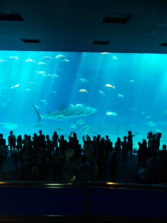 ちゅら海水族館_a0166556_17505436.jpg